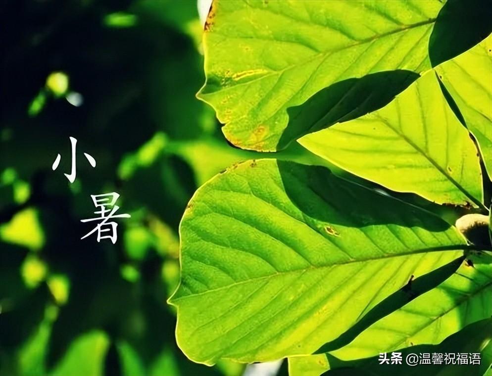 小暑节气经典祝福语大全（小暑祝福语句子）