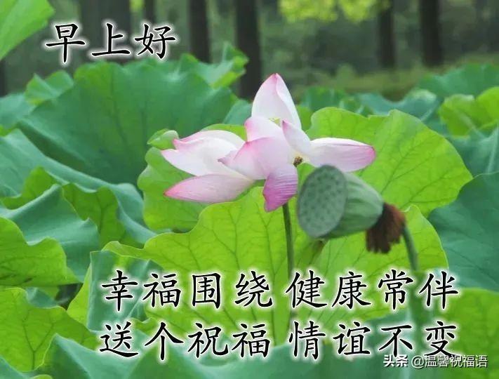 大暑节气正能量早安心语（大暑节气早安短句）