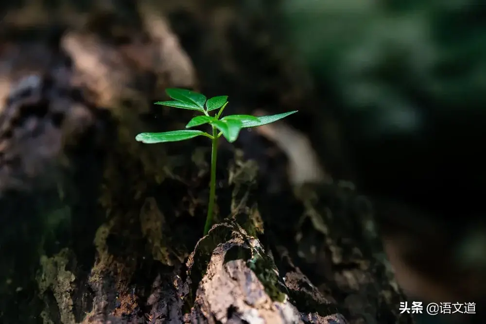 古风夏韵醉人心的古诗词（古风古诗词经典名句）