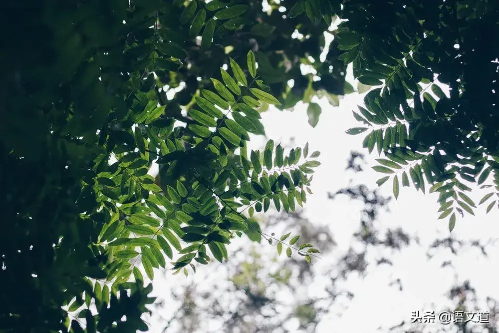 古风夏韵醉人心的古诗词（古风古诗词经典名句）