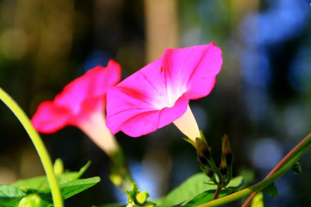 首牵牛花的古诗词(描写牵牛花的诗词句)