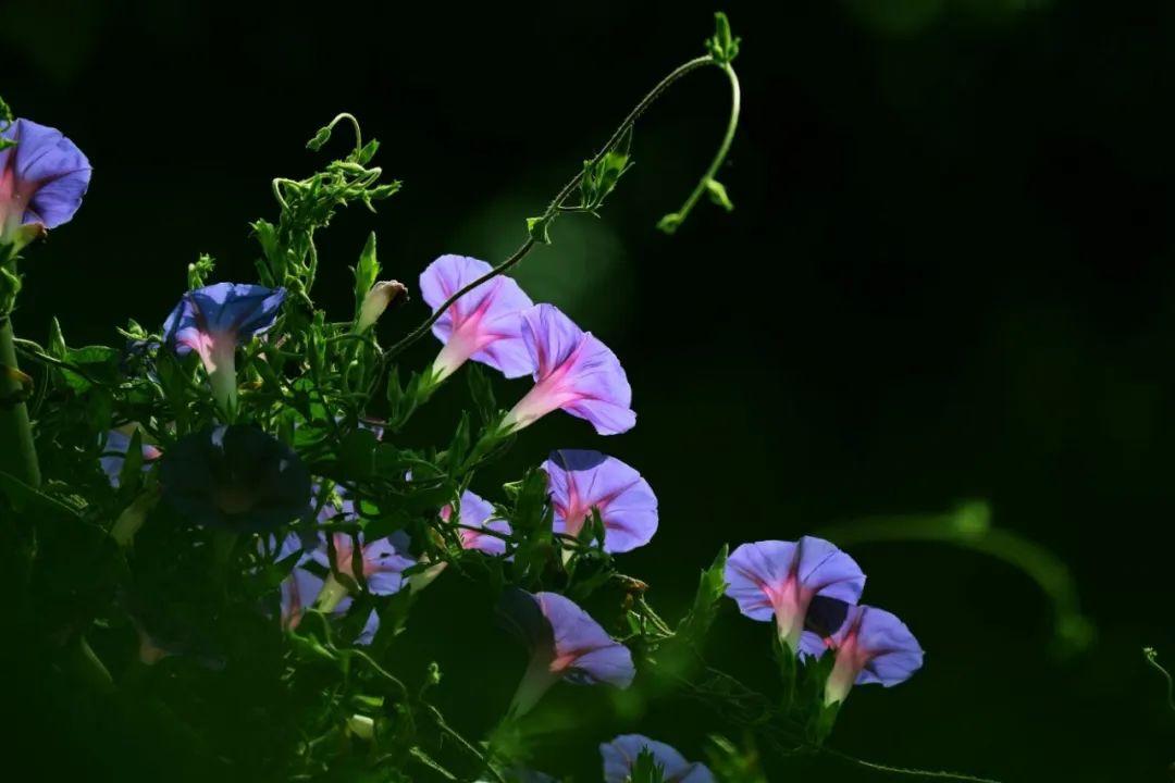 首牵牛花的古诗词(描写牵牛花的诗词句)