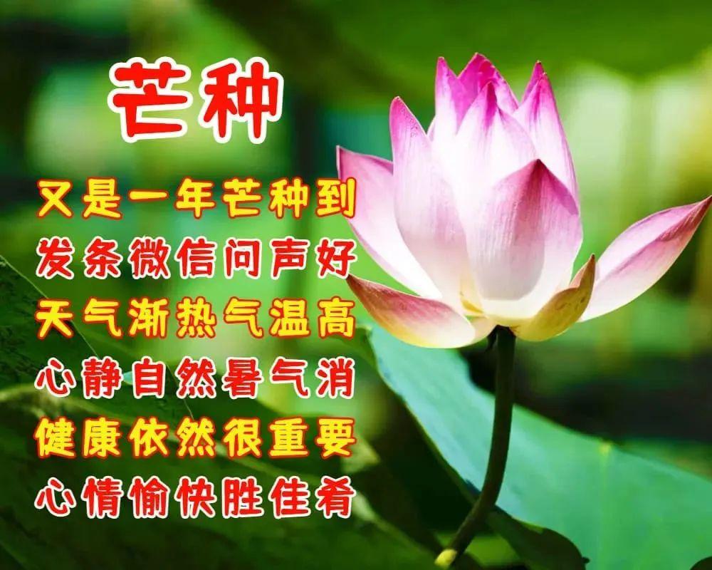 关于芒种早上好的问候语（芒种早安简短问候语）