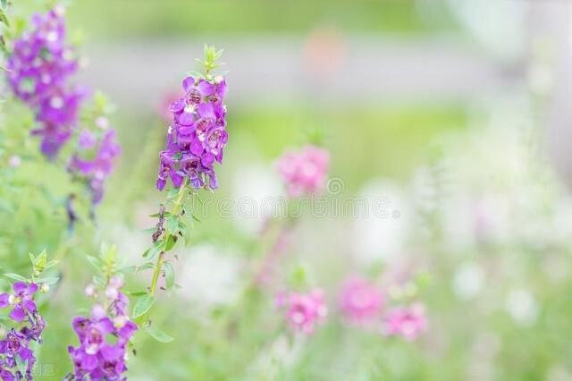 盛夏祝福语大全（早安问候唯美句子）