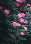 分享6首描写蔷薇的唯美诗句（蔷薇花满架，不语也倾城）