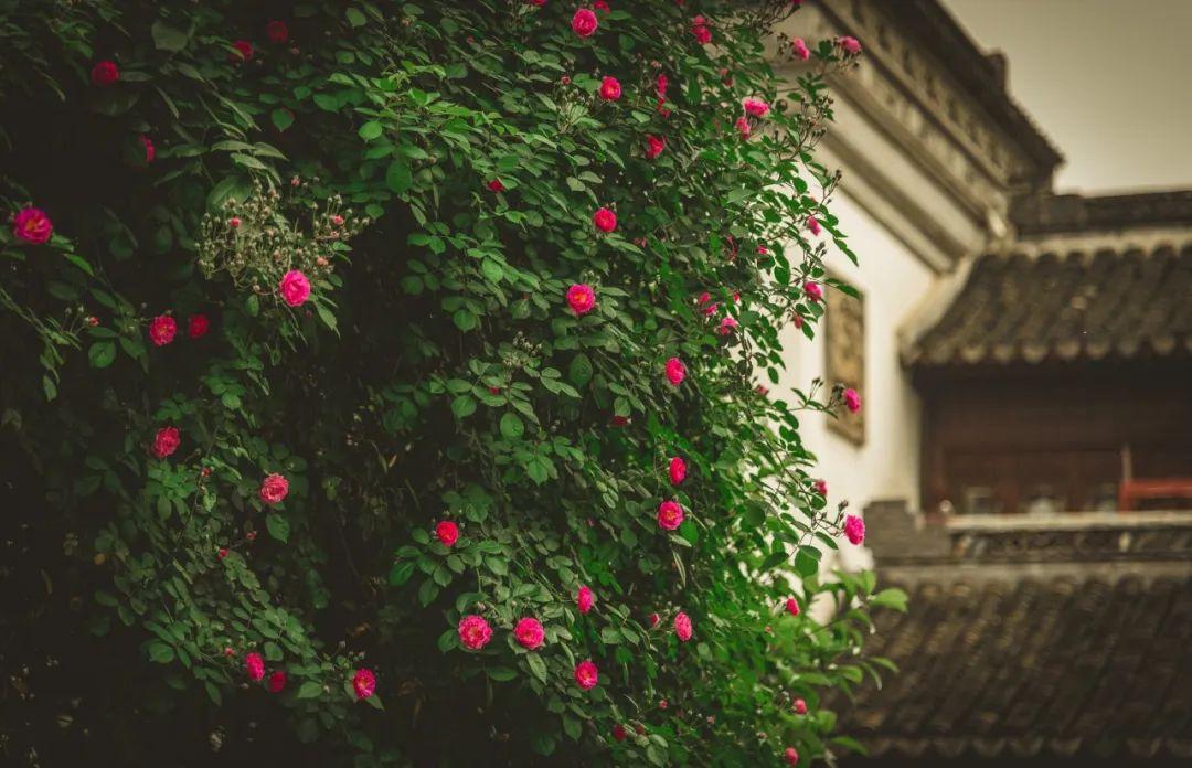 分享6首描写蔷薇的唯美诗句（蔷薇花满架，不语也倾城）