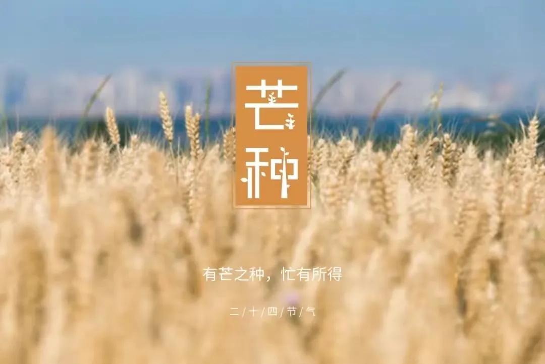 芒种快乐问候句子文案（愿你收获祝福，一生幸福）