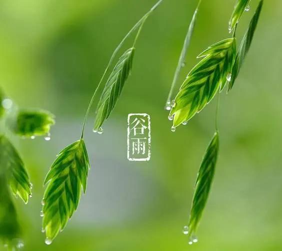 关于谷雨的经典祝福文案（愿春雨滋润你心田，幸福永伴你身边）