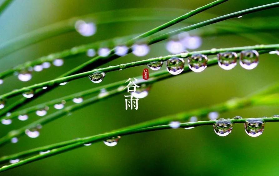 关于谷雨的祝福短句（谷雨节气暖心问候语）