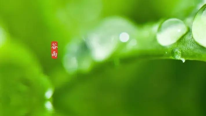 关于谷雨的祝福短句（谷雨节气暖心问候语）