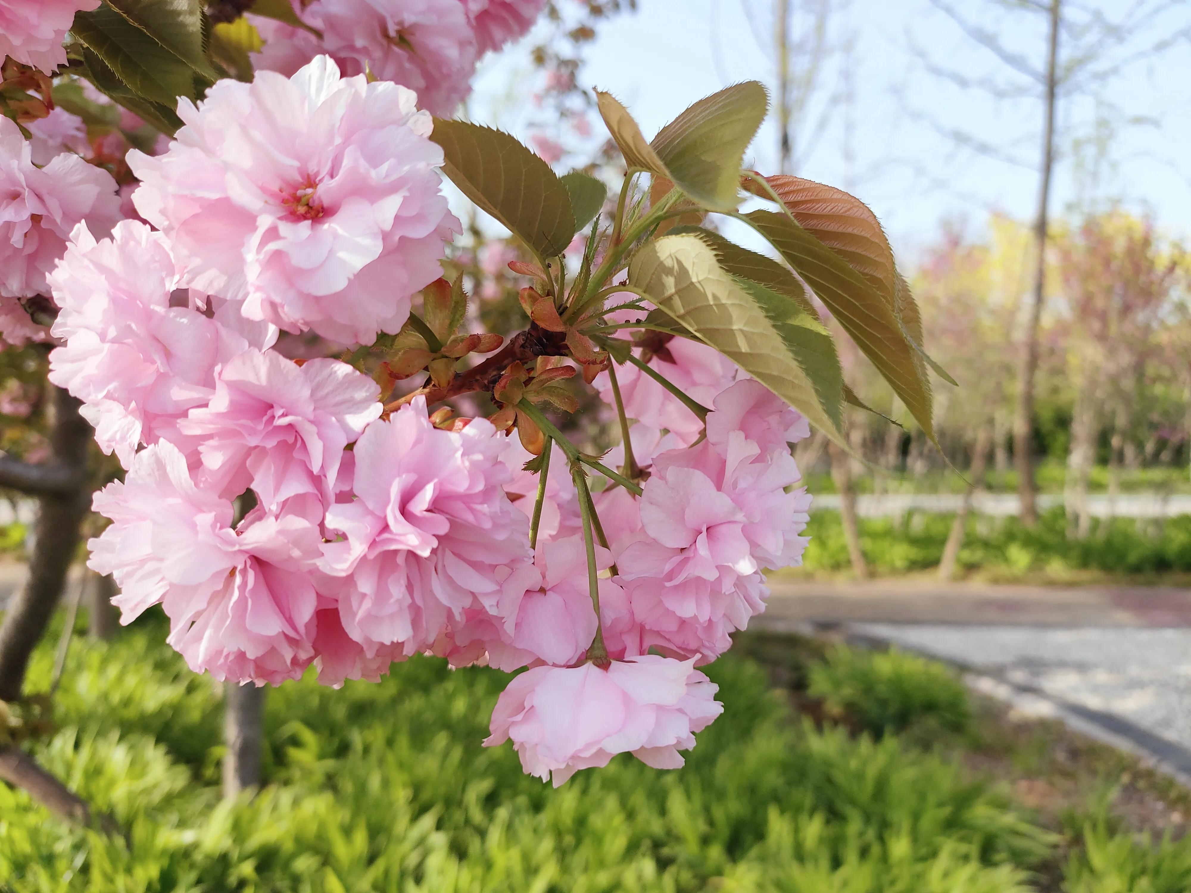 春天的美好文案合集（春天如画，心情如花）