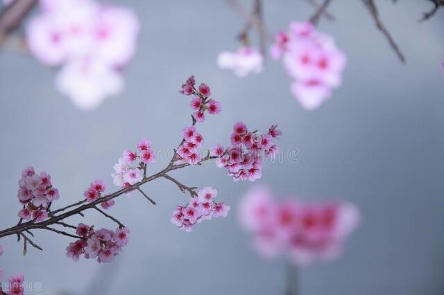 春天的唯美短句文案（春天的花开满了墙，你是我的如愿以偿）