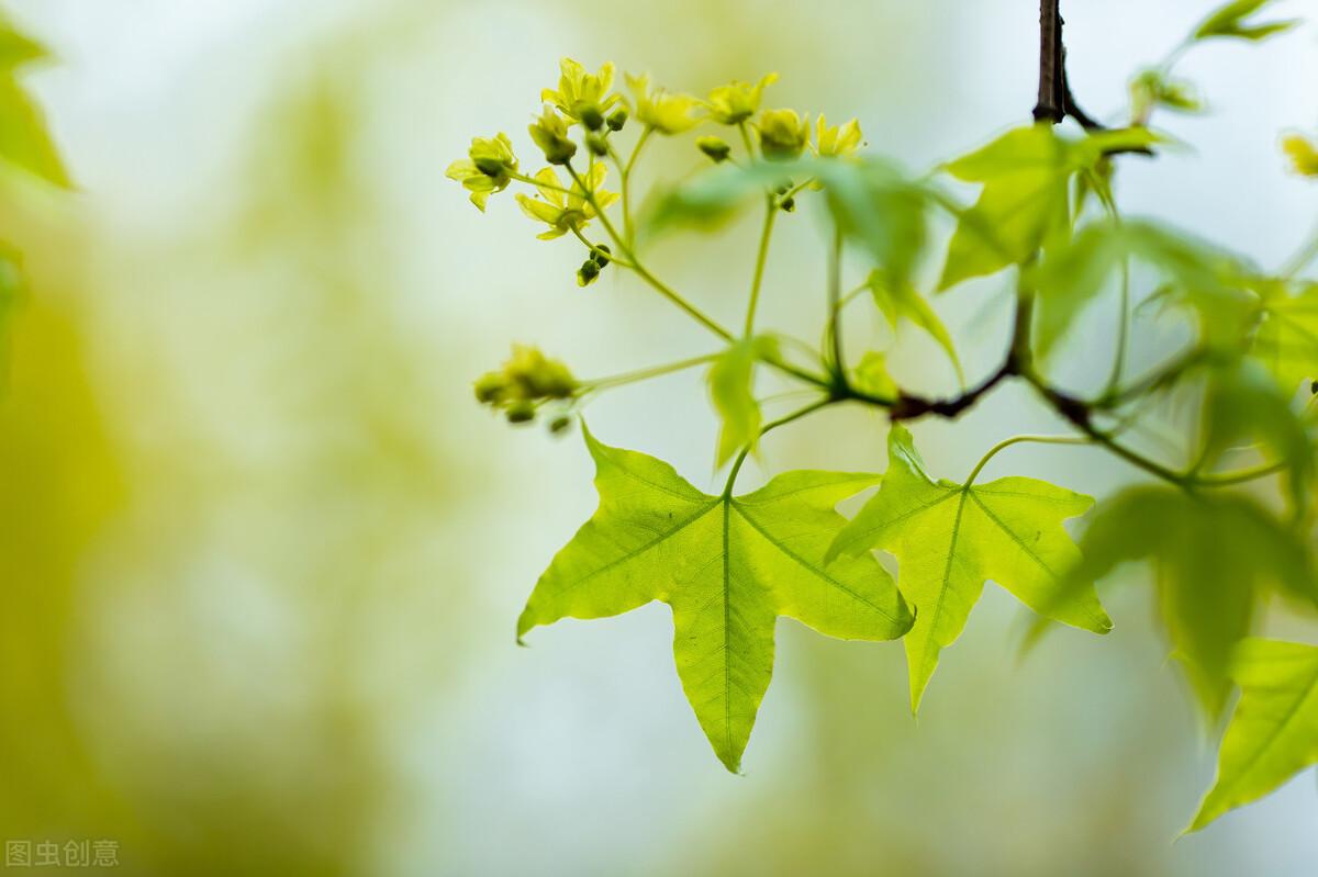 春天的唯美短句文案（春天的花开满了墙，你是我的如愿以偿）