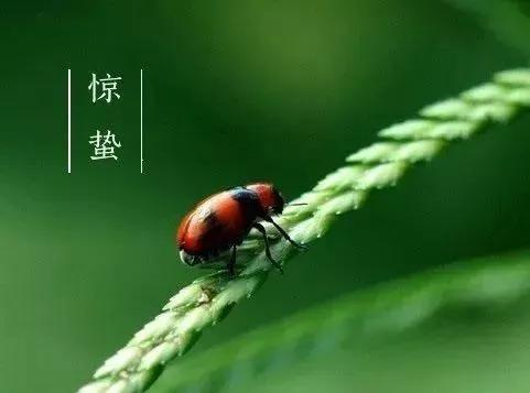 惊蛰节气祝福语大全（愿你幸福如意，惊蛰快乐）