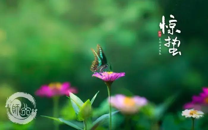 惊蛰节气祝福语大全（愿你幸福如意，惊蛰快乐）