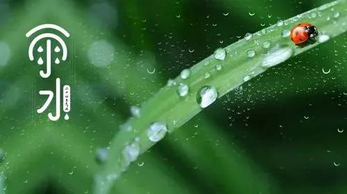 雨水节气祝福文案（雨水滋养万物，春天好运无数）