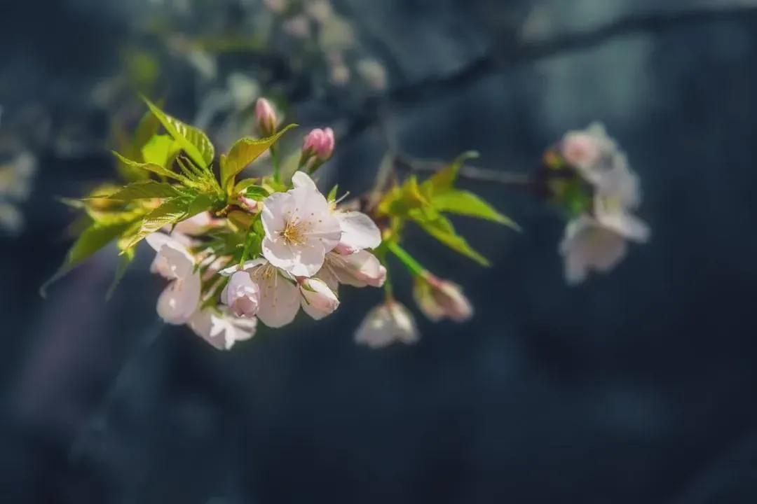 关于暮春时节的优美句子（岁月会淡，光阴会老，花鸟会寂，一切都会离去）