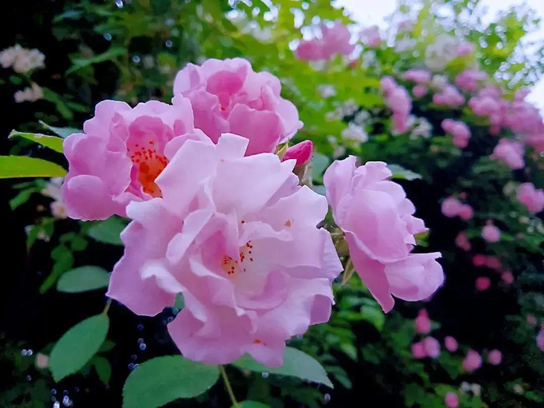 暮春时节唯美句子推荐（总有一些人享受着属于人间的惬意和美好）