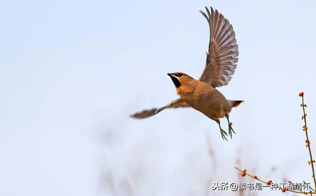 关于新年寄语简短励志诗句（金言祝福寄心愿）