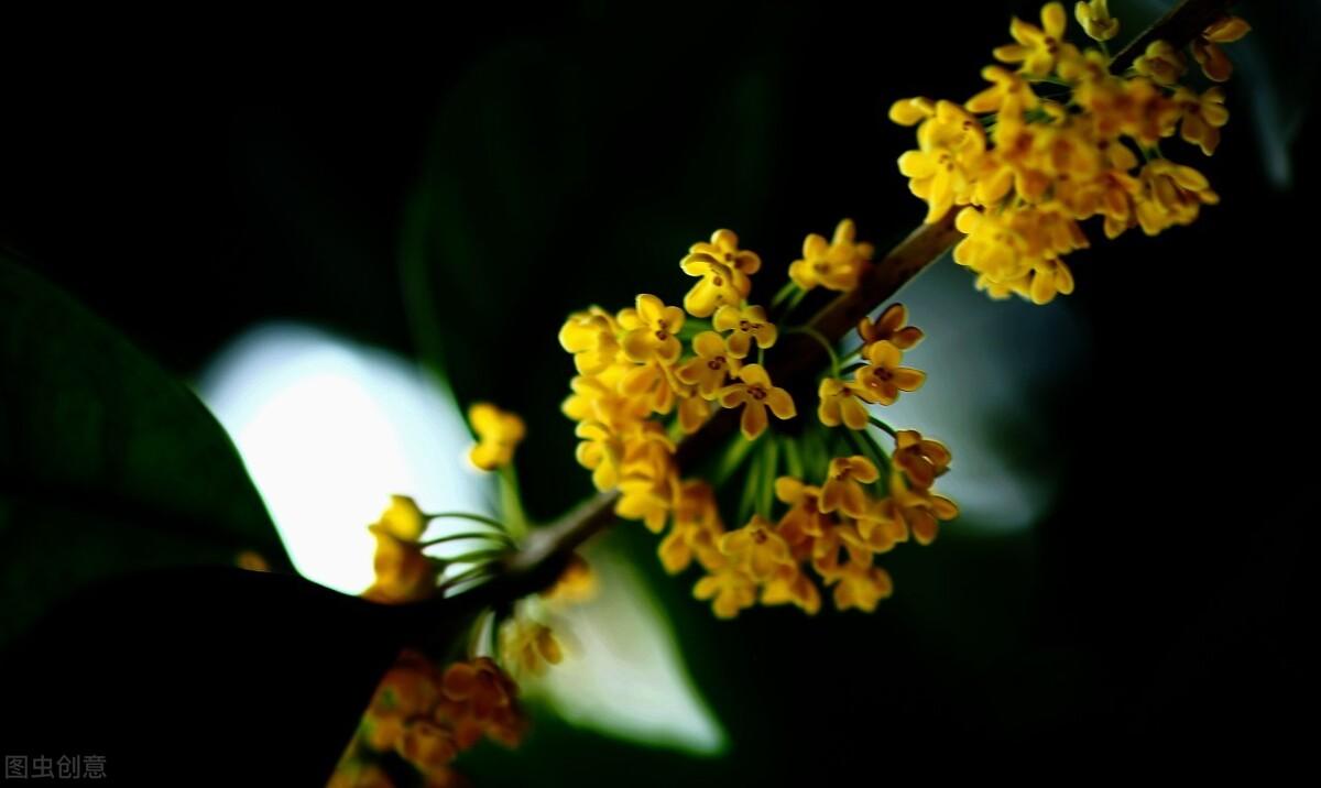 形容桂花的古诗词(桂花的诗句古诗词)