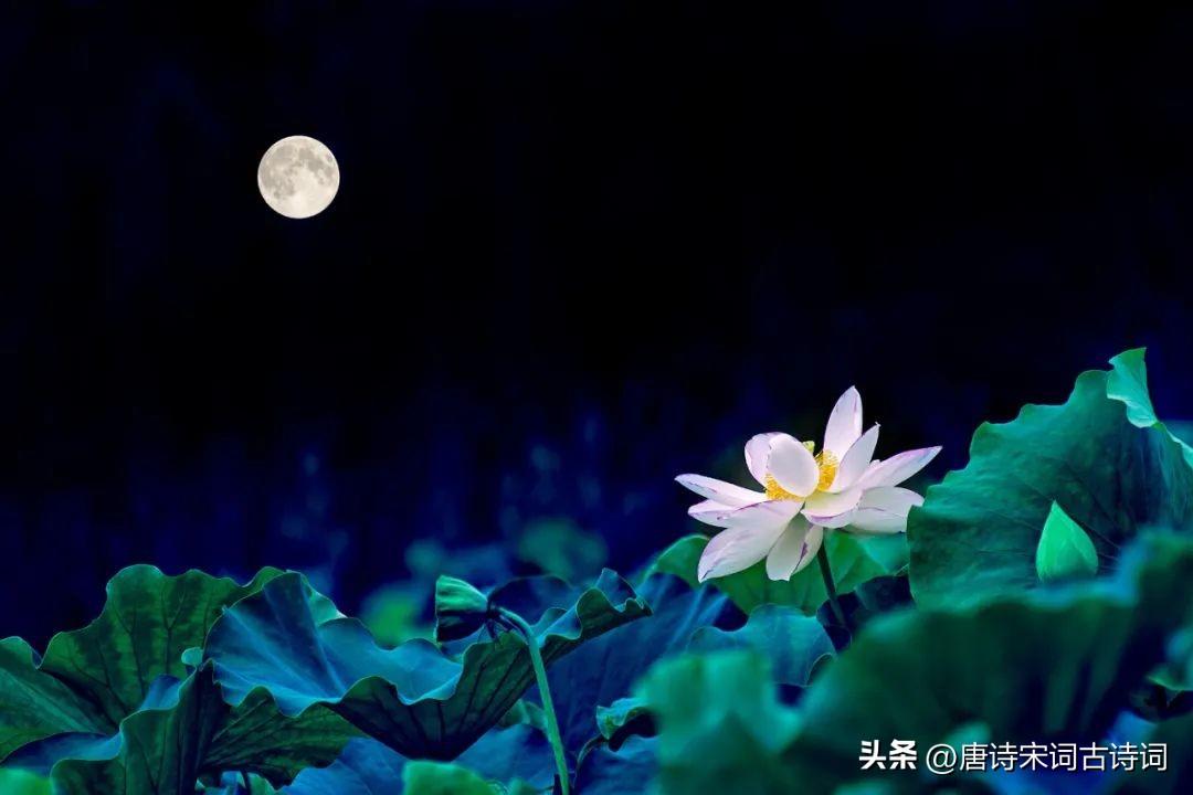 那些古诗词里的夏夜（关于夏天夜晚的唯美诗句）