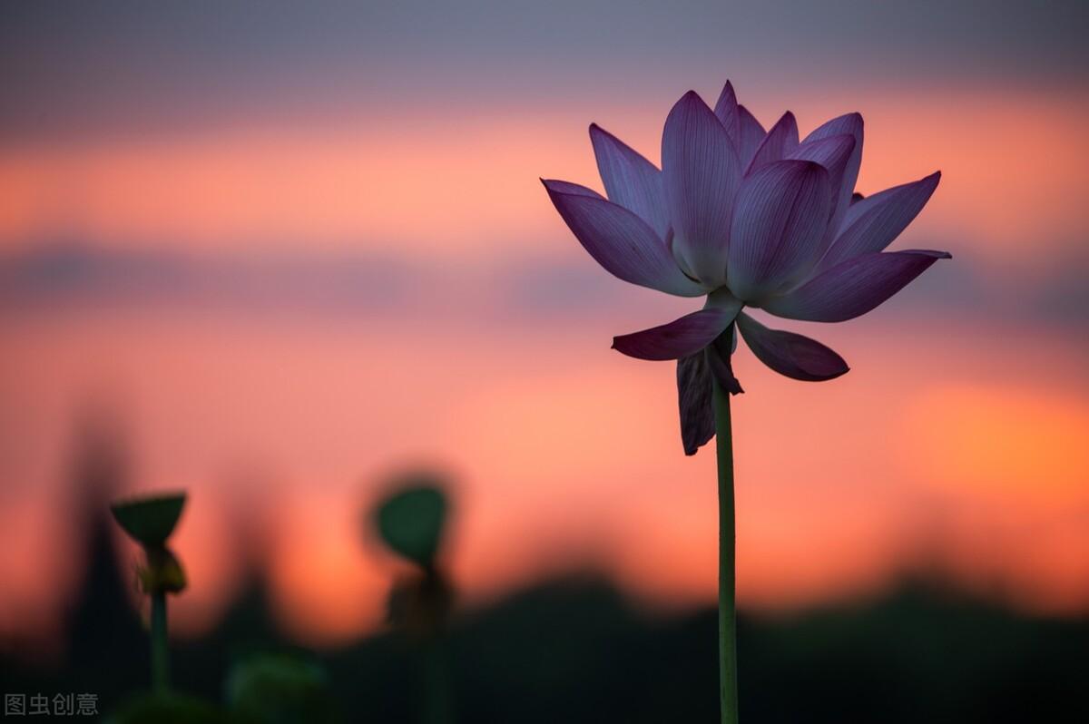 清晨放飞心灵的暖心文案合集（人生如茶，沉时坦然，浮时淡然）