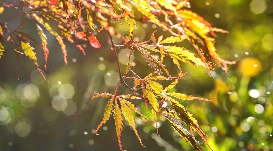 赞美夏雨的古诗词（秋雨古诗词大全）