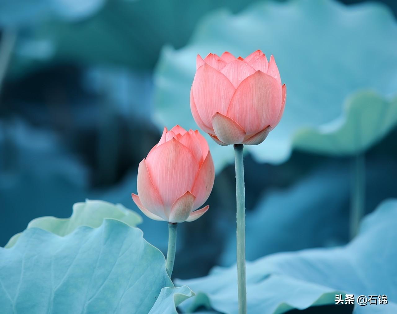 赞美荷花的唯美诗词古句（经典莲花诗词）