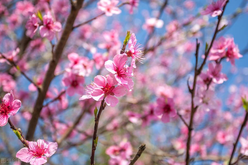 关于桃花的浪漫情诗句子（赞美桃花的古诗）