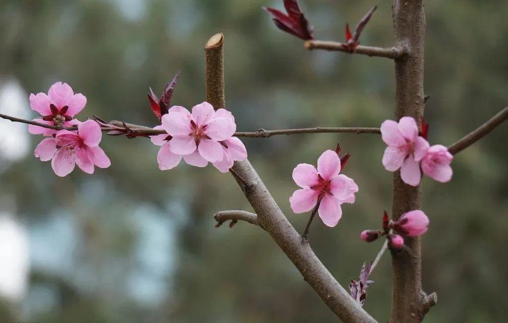 关于桃花的唯美诗句（桃花表达爱情的诗句）