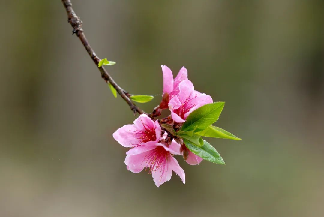 关于桃花的唯美诗句（桃花表达爱情的诗句）