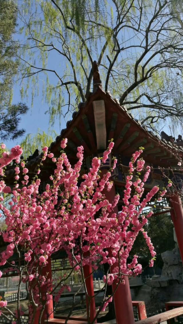 关于桃花的唯美诗句（桃花表达爱情的诗句）