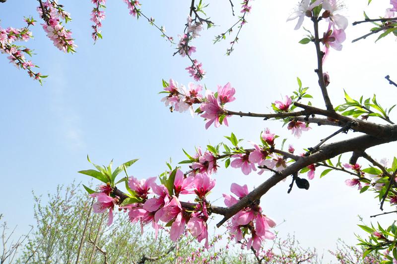 赞美桃花的浪漫诗句（桃花浪漫古诗大全）