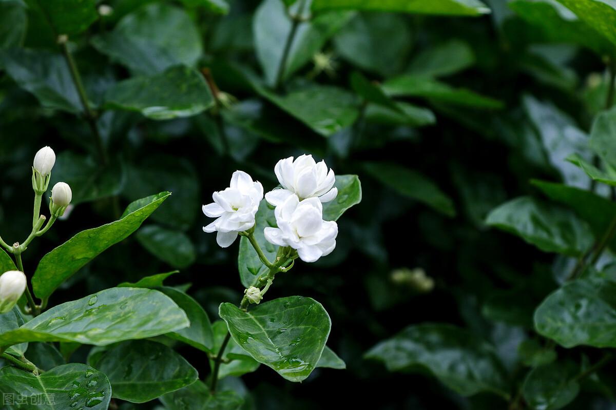 又是一缕茉莉香作文800字（美丽的茉莉花）