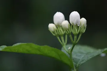 浓情如花800字优秀作文（母爱的浓情永远不会褪去）