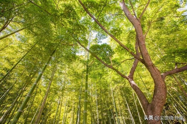 有关禅理诗词全集（具有禅意的唯美诗句）