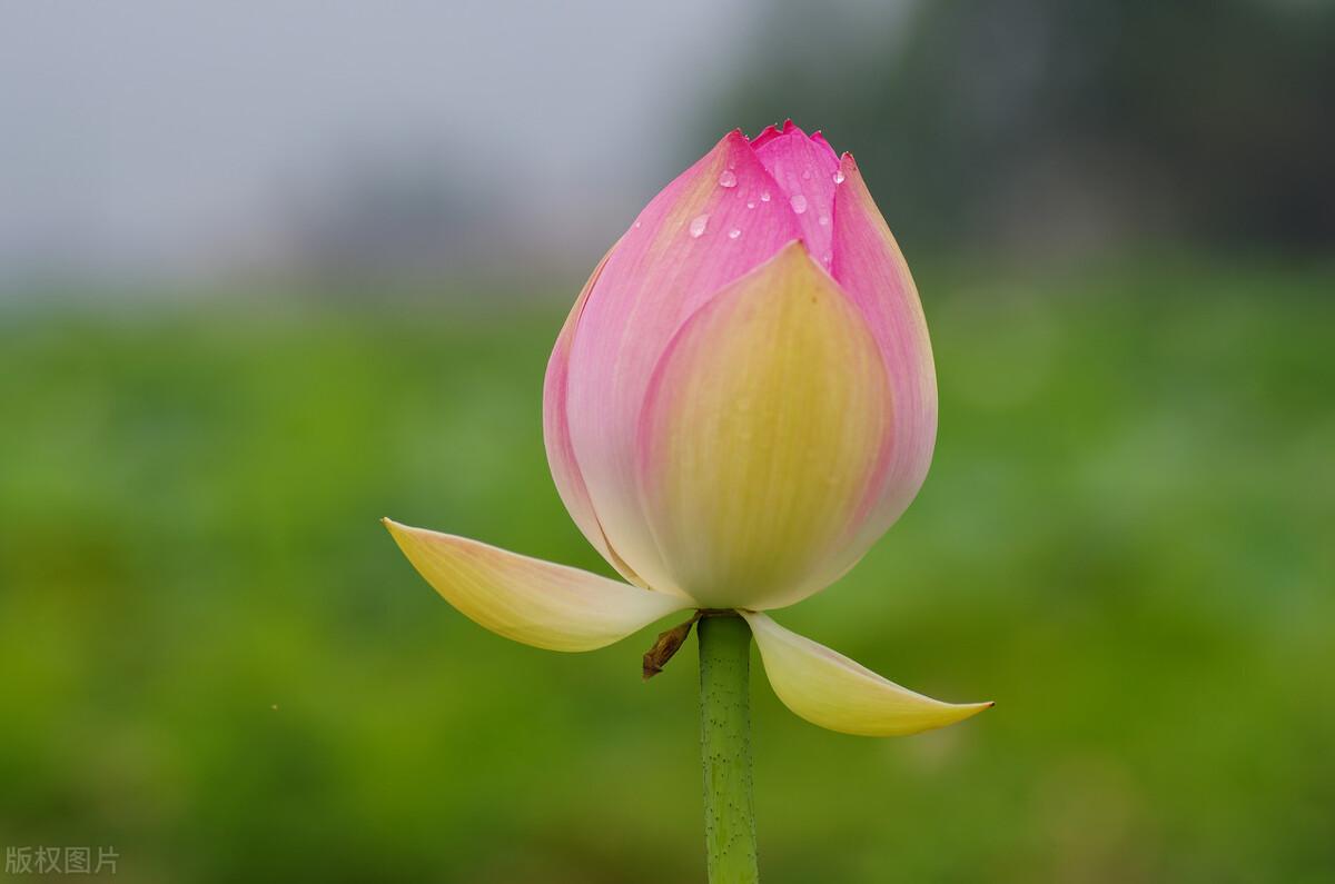 八月祝福语大全（八月你好的说说）