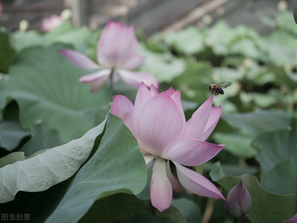 禅意人生的经典句子（人生禅意短语）