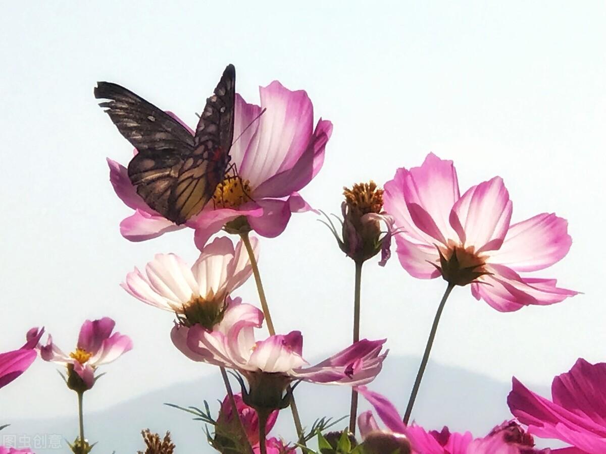 夏天的唯美句子（浪漫的夏日文案）