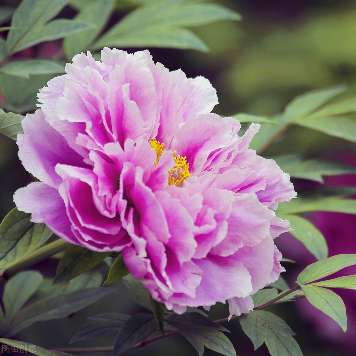 形容四月天的唯美句子（一花一世界，花开富贵醉春天）