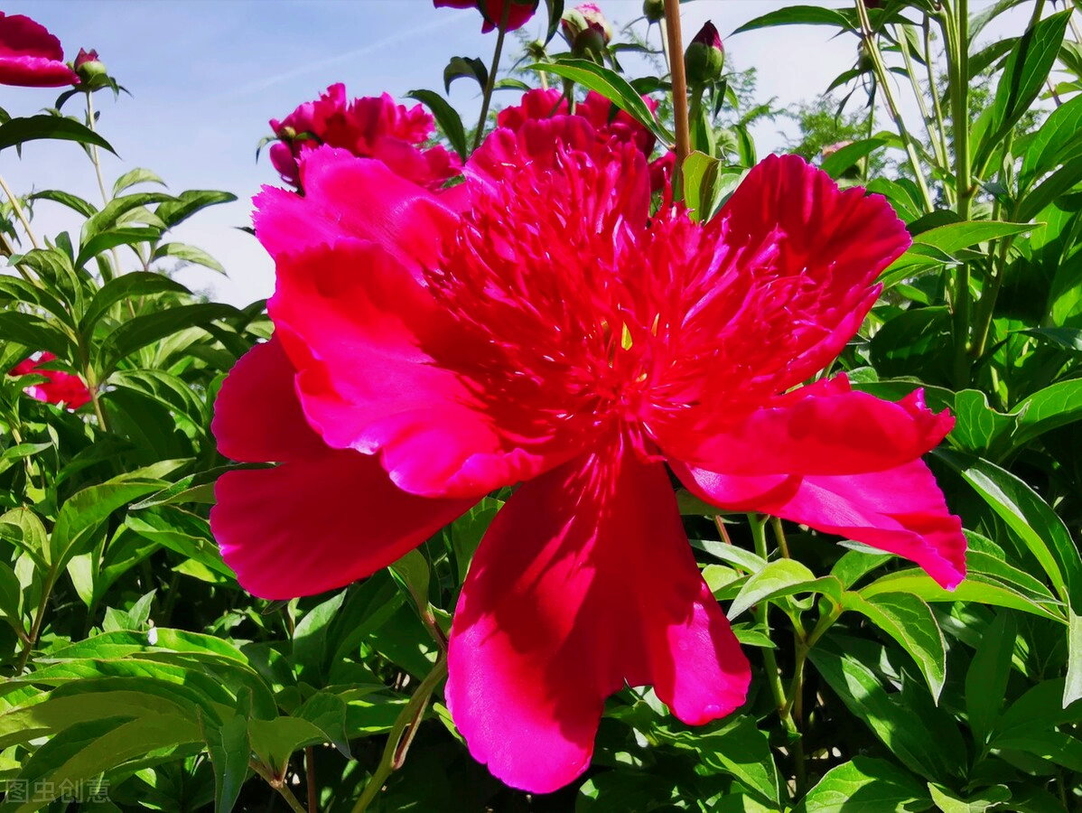 形容四月天的唯美句子（一花一世界，花开富贵醉春天）