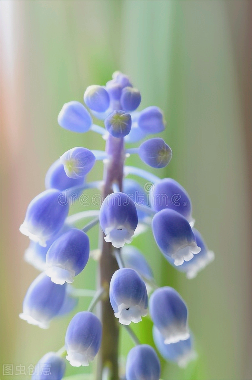 形容四月天的唯美句子（一花一世界，花开富贵醉春天）