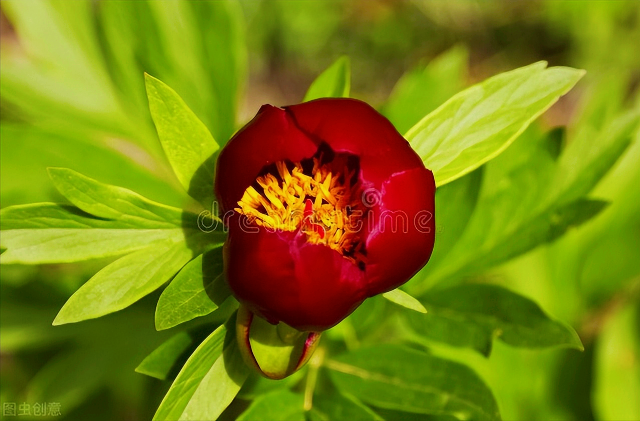 形容四月天的唯美句子（一花一世界，花开富贵醉春天）