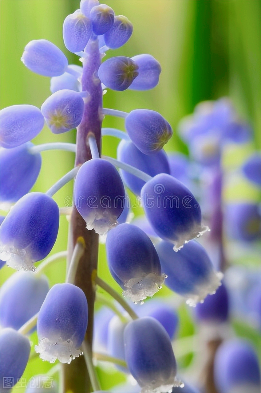 形容四月天的唯美句子（一花一世界，花开富贵醉春天）