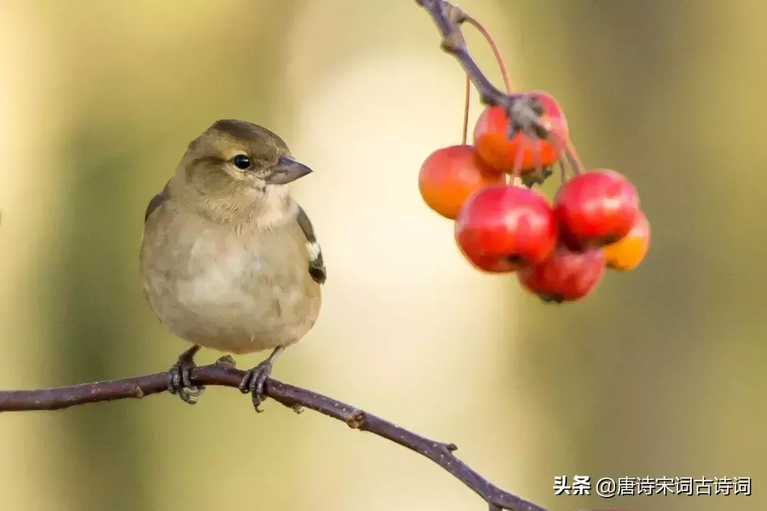 关于励志的经典诗词鉴赏（哲理名句摘抄）