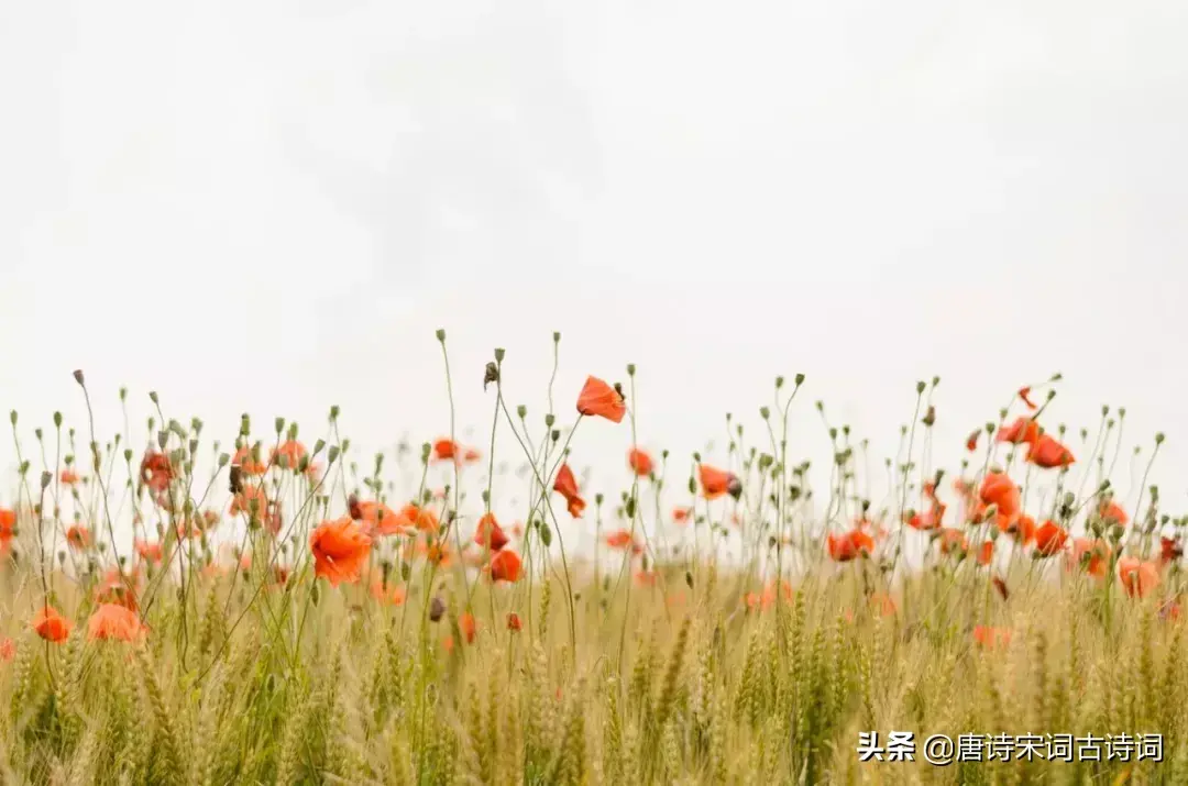 关于励志的经典诗词鉴赏（哲理名句摘抄）