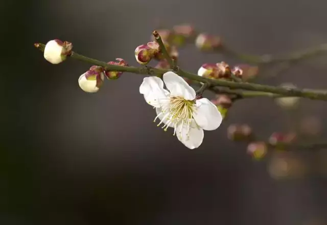 表达真挚友情的古诗词（关于友谊的古诗大全7首）