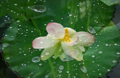 描写夏季雨天的诗句（夏天雨中的唯美诗句）