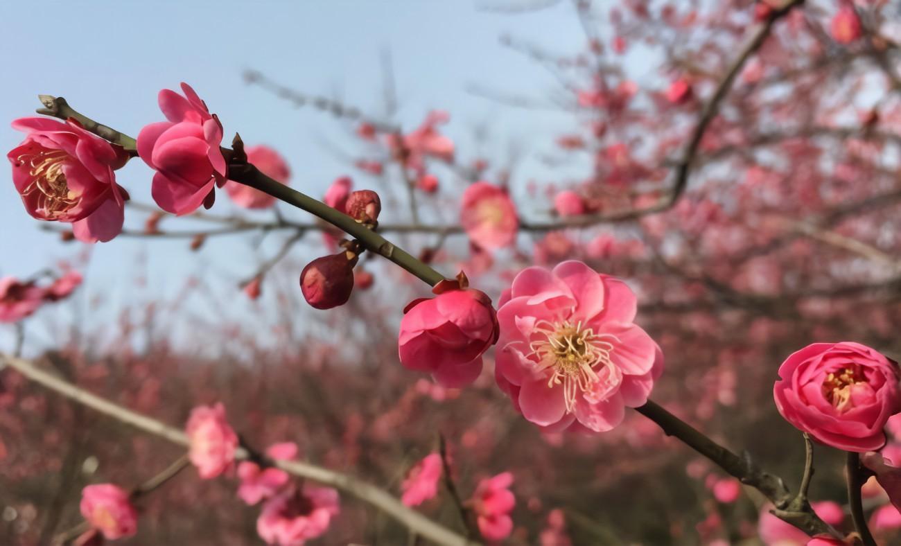 经典宋诗排行榜大全（经典宋词赏析）