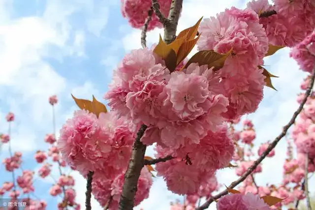 感悟人生经典语录（一遍学不会，你就痛苦一次）